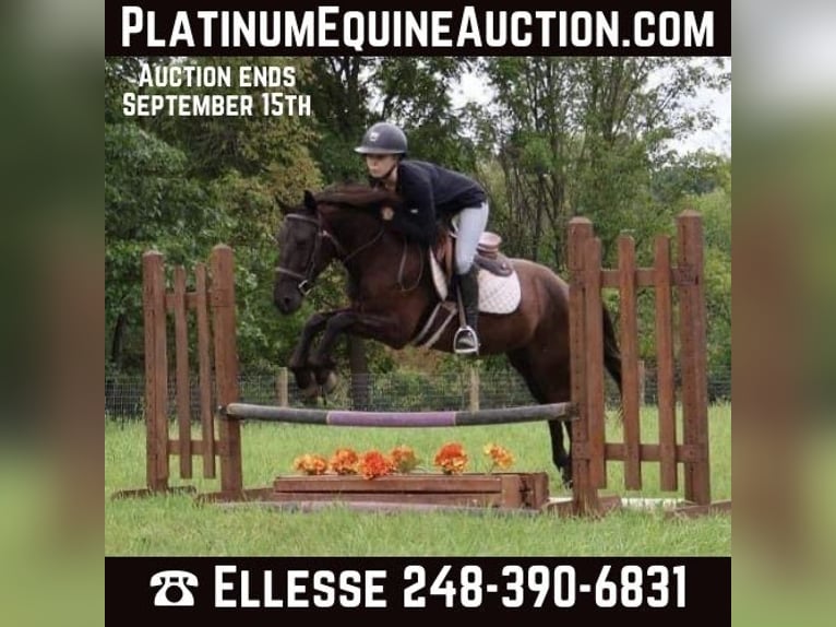 Frisone / Frisone Occidentale Castrone 8 Anni 142 cm Morello in Howell MI