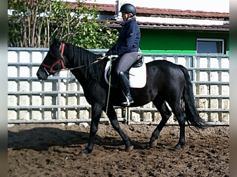 Frisone / Frisone Occidentale Mix Castrone 8 Anni 150 cm Morello in Buttst&#xE4;dt