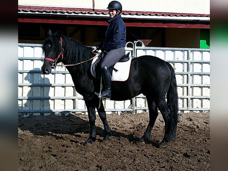 Frisone / Frisone Occidentale Mix Castrone 8 Anni 150 cm Morello in Buttstädt Frisone / Frisone Occidentale Mix Castrone 8 Anni 150 cm Morello in Buttstädt
