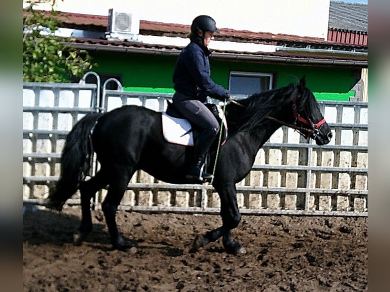 Frisone / Frisone Occidentale Mix Castrone 8 Anni 150 cm Morello in Buttst&#xE4;dt