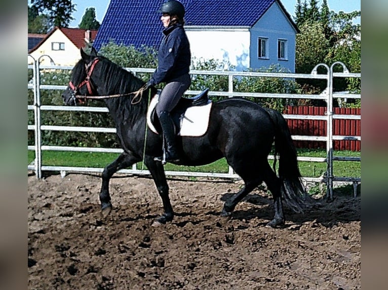 Frisone / Frisone Occidentale Mix Castrone 8 Anni 150 cm Morello in Ellersleben