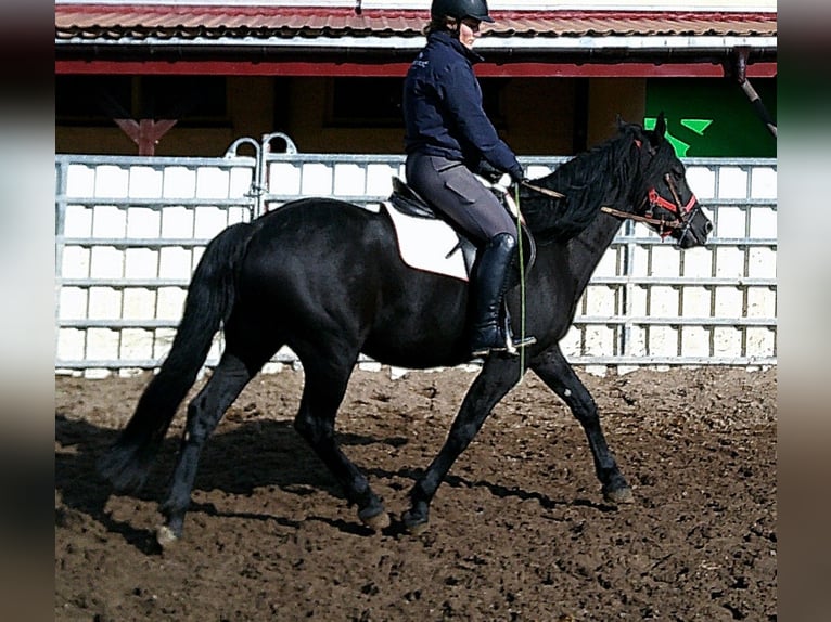 Frisone / Frisone Occidentale Mix Castrone 8 Anni 150 cm Morello in Ellersleben
