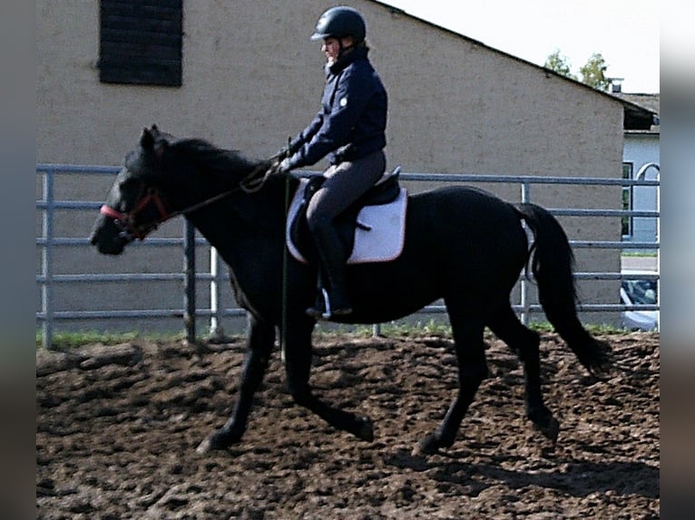 Frisone / Frisone Occidentale Mix Castrone 8 Anni 150 cm Morello in Ellersleben