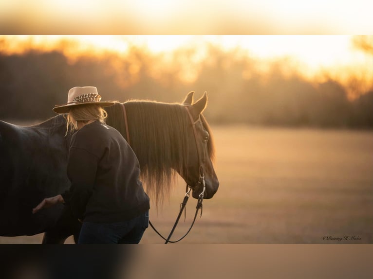 Frisone / Frisone Occidentale Mix Castrone 8 Anni 152 cm Baio scuro in Grand Island