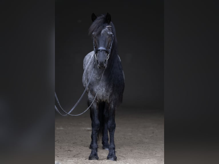 Frisone / Frisone Occidentale Mix Castrone 8 Anni 152 cm Roano blu in Michigan City