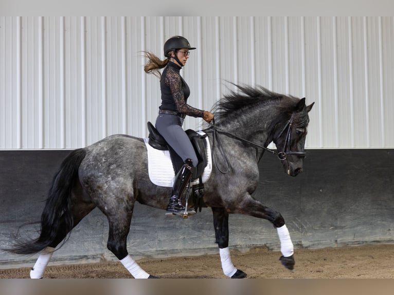 Frisone / Frisone Occidentale Mix Castrone 8 Anni 152 cm Roano blu in Michigan City