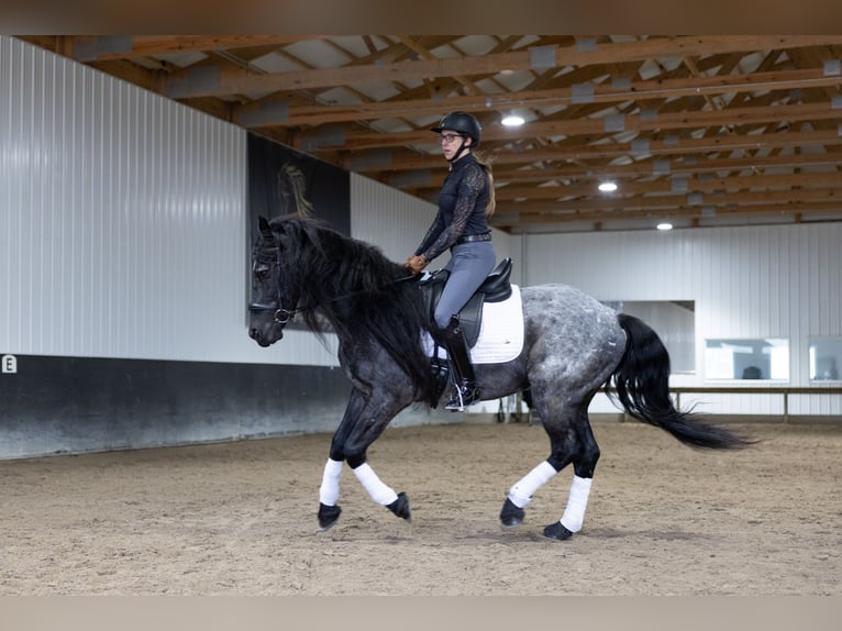 Frisone / Frisone Occidentale Mix Castrone 8 Anni 152 cm Roano blu in Michigan City