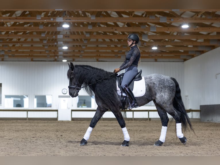 Frisone / Frisone Occidentale Mix Castrone 8 Anni 152 cm Roano blu in Michigan City