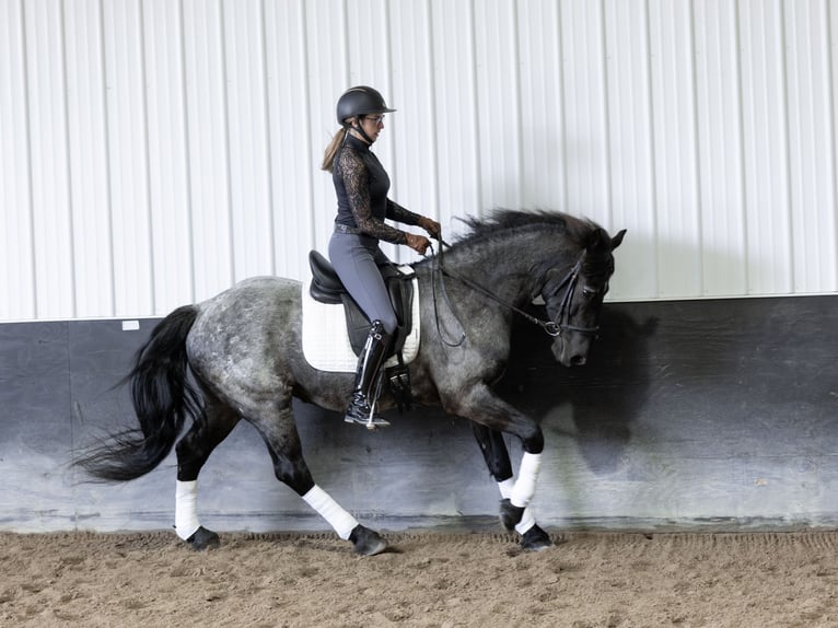 Frisone / Frisone Occidentale Mix Castrone 8 Anni 152 cm Roano blu in Michigan City