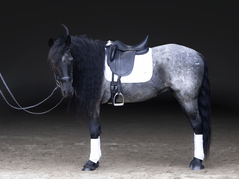 Frisone / Frisone Occidentale Mix Castrone 8 Anni 152 cm Roano blu in Michigan City