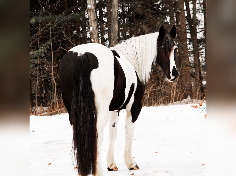 Frisone / Frisone Occidentale Mix Castrone 8 Anni 155 cm Pezzato in Howell