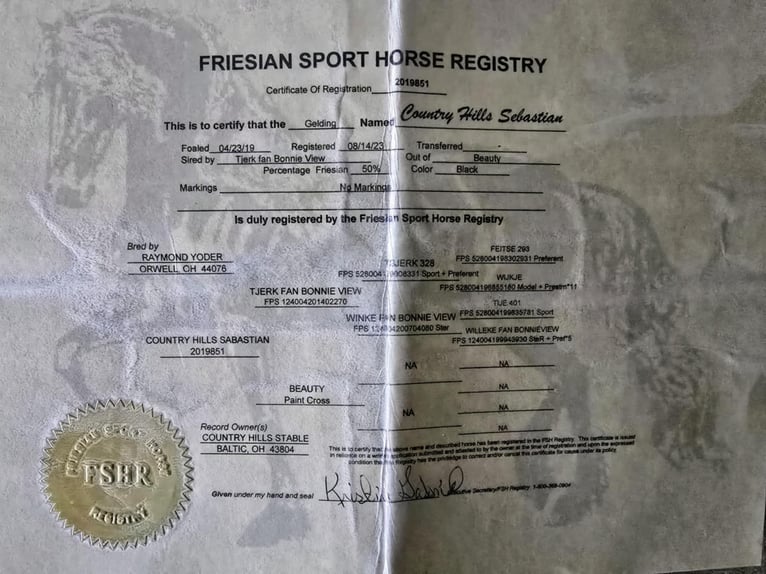 Frisone / Frisone Occidentale Castrone 8 Anni 157 cm Morello in Weatherford TX