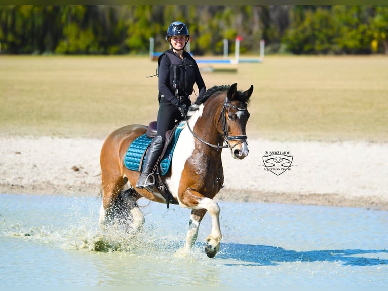 Frisone / Frisone Occidentale Mix Castrone 8 Anni 157 cm Pezzato in Ocala