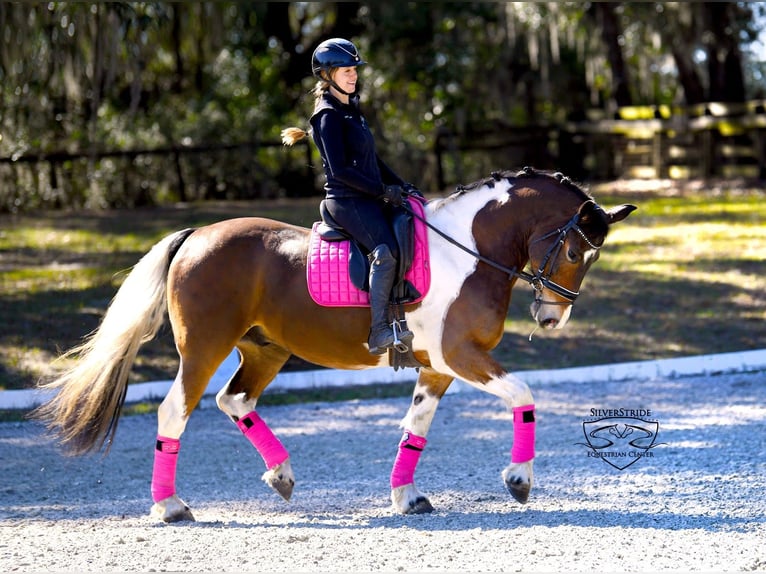 Frisone / Frisone Occidentale Mix Castrone 8 Anni 157 cm Pezzato in Ocala