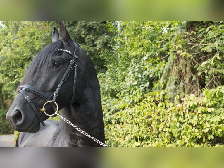 Frisone / Frisone Occidentale Castrone 8 Anni 160 cm Morello in Berschweiler bei Kirn