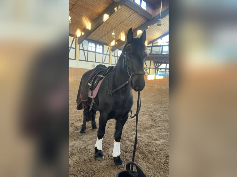 Frisone / Frisone Occidentale Mix Castrone 8 Anni 160 cm Morello in Lorch