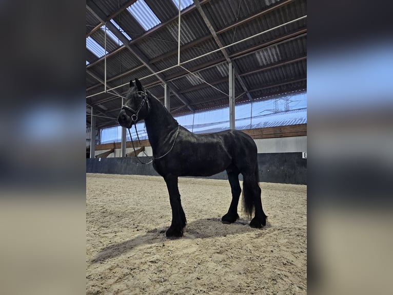 Frisone / Frisone Occidentale Castrone 8 Anni 160 cm Morello in Oosteind