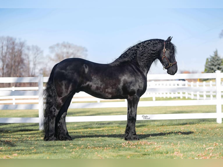 Frisone / Frisone Occidentale Castrone 8 Anni 160 cm Morello in Independence