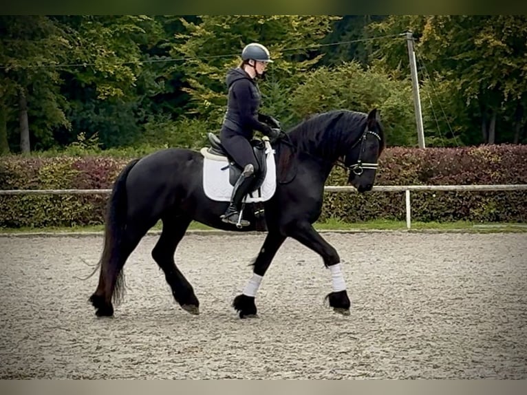 Frisone / Frisone Occidentale Castrone 8 Anni 163 cm Morello in Neustadt (Wied)