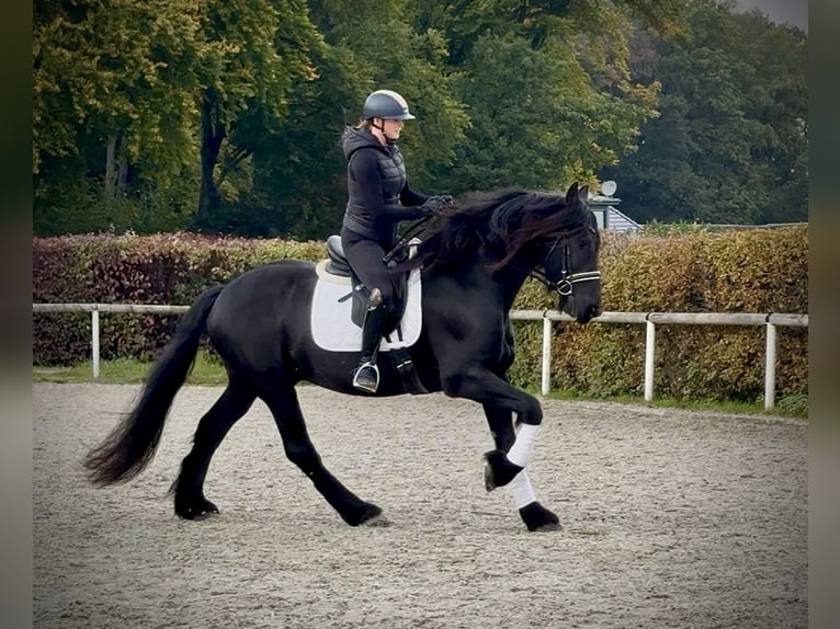 Frisone / Frisone Occidentale Castrone 8 Anni 163 cm Morello in Neustadt (Wied)