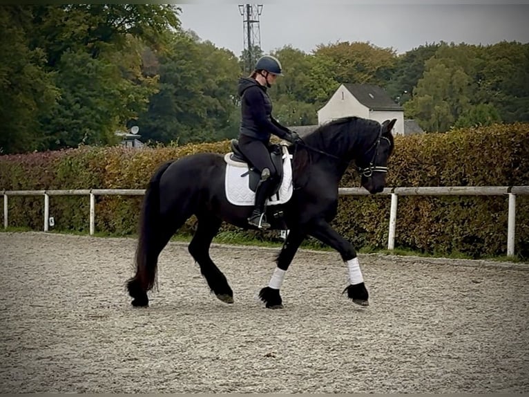 Frisone / Frisone Occidentale Castrone 8 Anni 163 cm Morello in Neustadt (Wied)