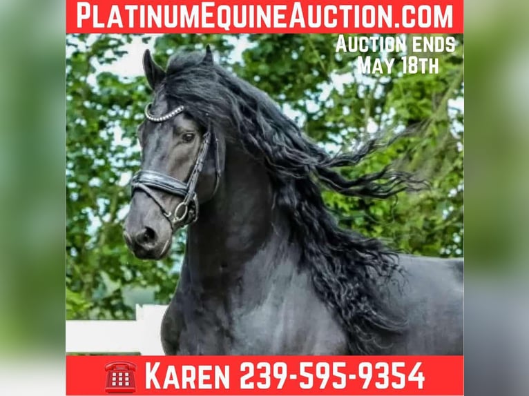 Frisone / Frisone Occidentale Castrone 8 Anni 163 cm Morello in Scottsville AZ