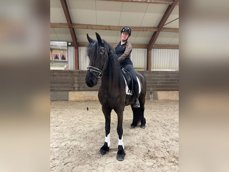 Frisone / Frisone Occidentale Castrone 8 Anni 168 cm Morello in Ureterp