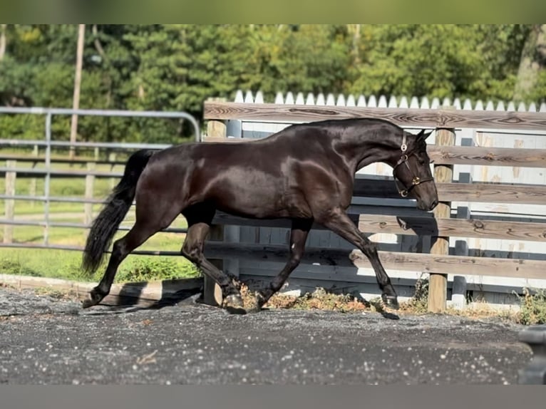 Frisone / Frisone Occidentale Castrone 8 Anni 168 cm Morello in Allentown