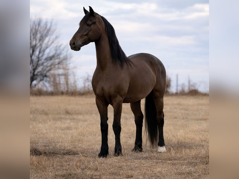 Frisone / Frisone Occidentale Mix Castrone 8 Anni 168 cm Morello in Guthrie