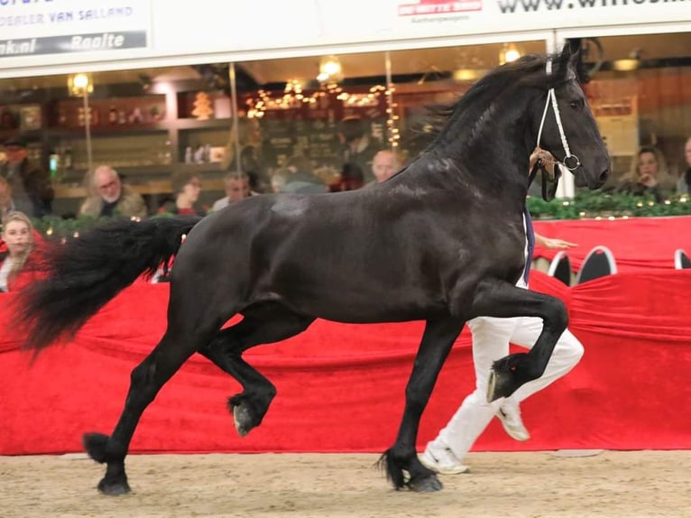 Frisone / Frisone Occidentale Castrone 8 Anni 170 cm Morello in Bocholt