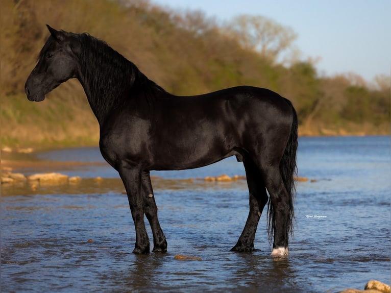 Frisone / Frisone Occidentale Mix Castrone 8 Anni 170 cm Morello in Edmond