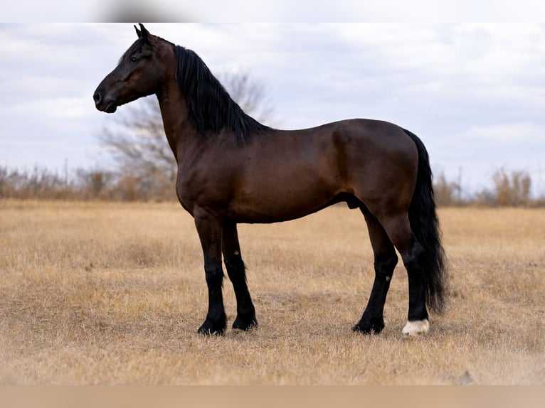 Frisone / Frisone Occidentale Mix Castrone 8 Anni 170 cm Morello in Guthrie