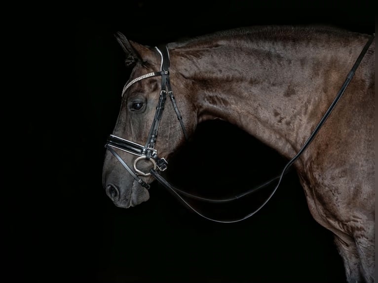Frisone / Frisone Occidentale Mix Castrone 8 Anni Morello in New Holland