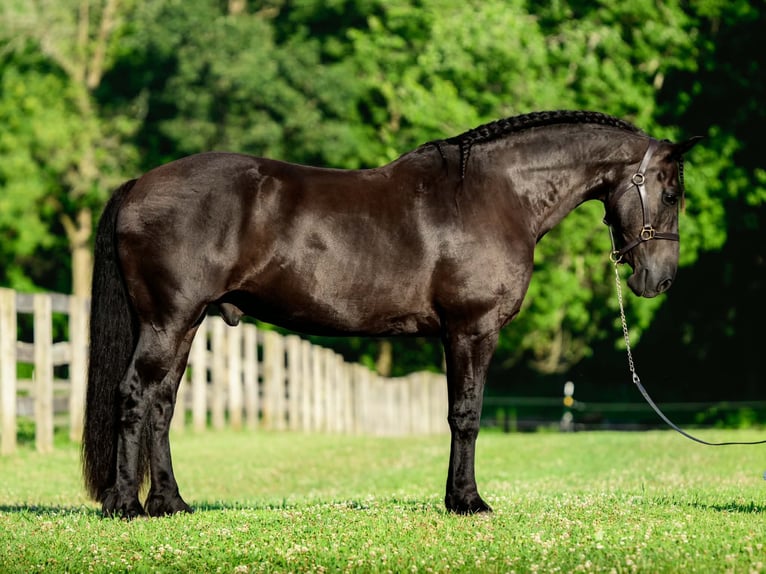 Frisone / Frisone Occidentale Mix Castrone 8 Anni Morello in New Holland