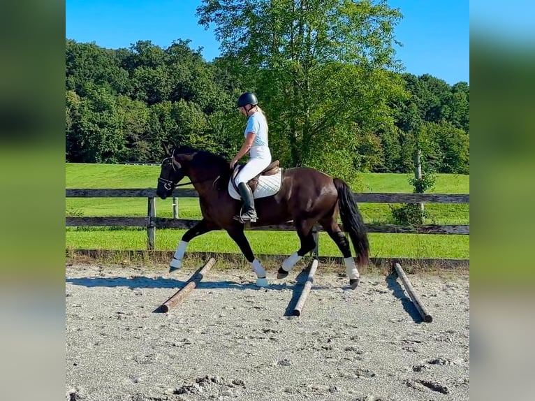 Frisone / Frisone Occidentale Mix Castrone 8 Anni Morello in New Holland