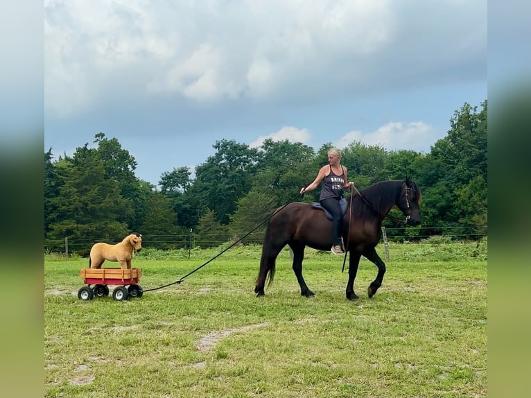 Frisone / Frisone Occidentale Mix Castrone 8 Anni Morello in New Holland