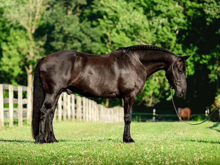 Frisone / Frisone Occidentale Mix Castrone 8 Anni Morello in New Holland