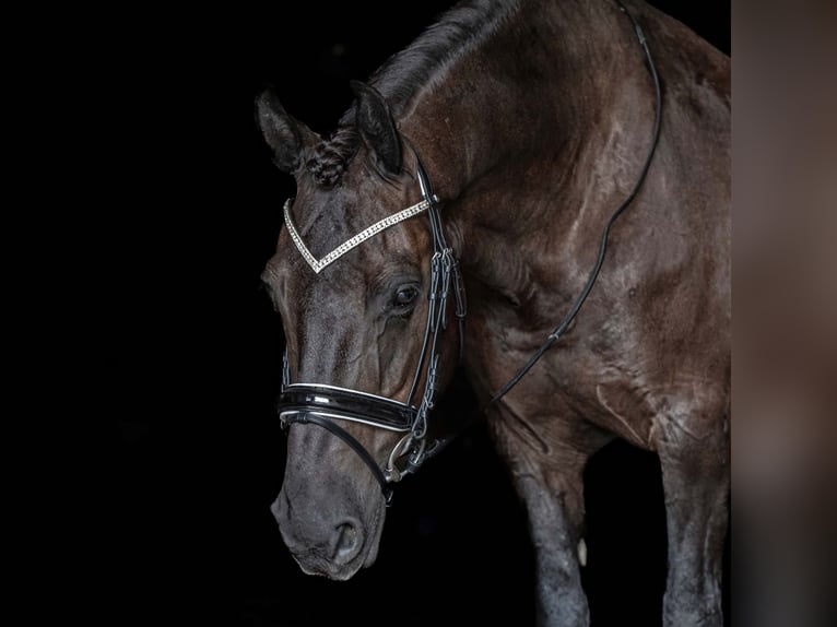 Frisone / Frisone Occidentale Mix Castrone 8 Anni Morello in New Holland