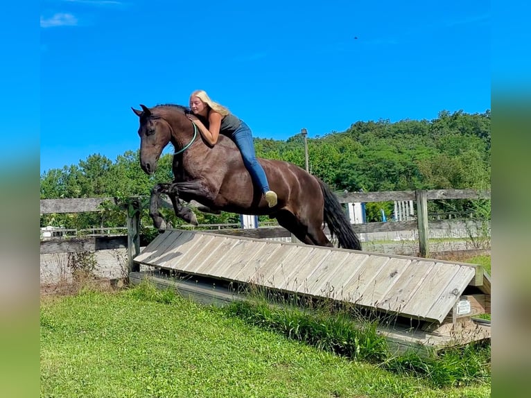 Frisone / Frisone Occidentale Mix Castrone 8 Anni Morello in New Holland