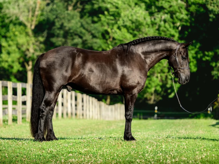 Frisone / Frisone Occidentale Mix Castrone 8 Anni Morello in New Holland