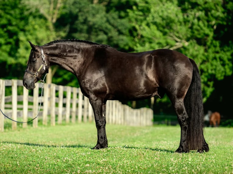 Frisone / Frisone Occidentale Mix Castrone 8 Anni Morello in New Holland