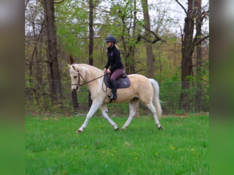 Frisone / Frisone Occidentale Castrone 9 Anni 142 cm Palomino in Howell