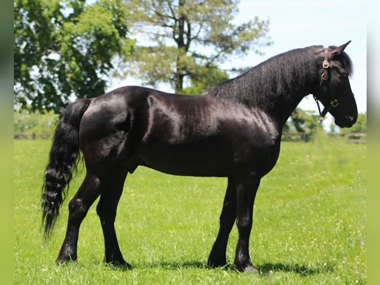 Frisone / Frisone Occidentale Mix Castrone 9 Anni 150 cm Morello in Borden