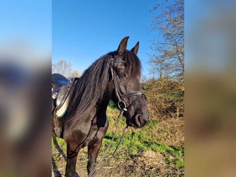 Frisone / Frisone Occidentale Mix Castrone 9 Anni 155 cm Morello in Lingen