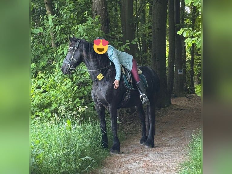 Frisone / Frisone Occidentale Castrone 9 Anni 162 cm Morello in Remscheid