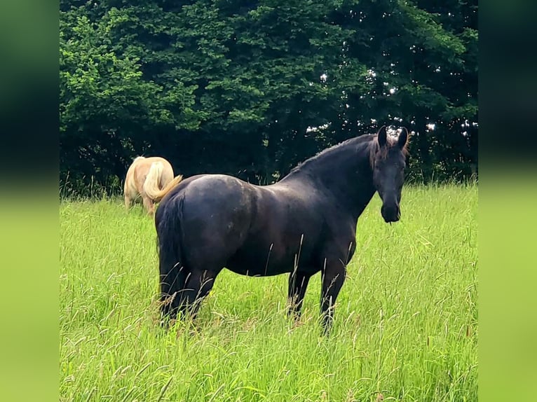 Frisone / Frisone Occidentale Castrone 9 Anni 162 cm Morello in Remscheid