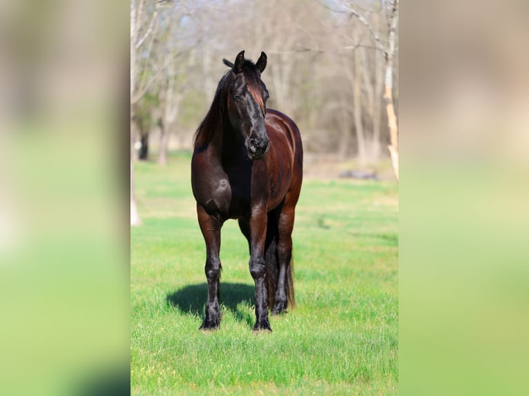 Frisone / Frisone Occidentale Castrone 9 Anni 163 cm Morello in Forney