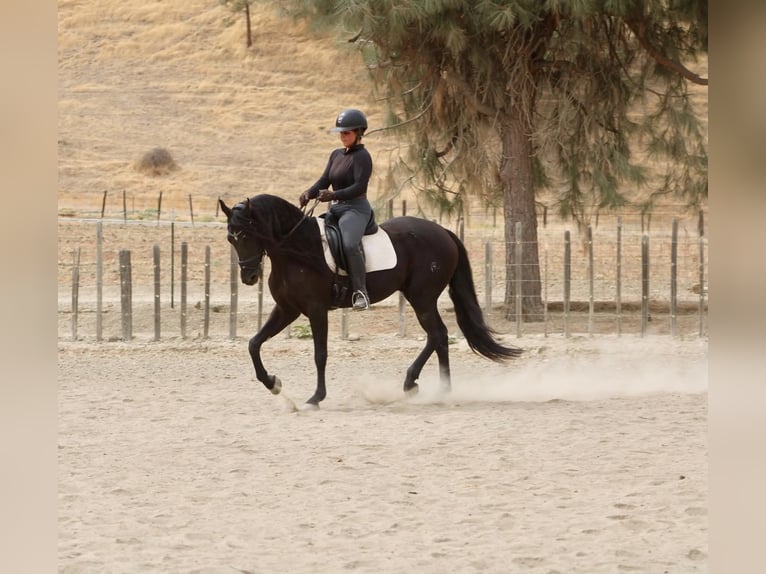 Frisone / Frisone Occidentale Castrone 9 Anni 163 cm  in Tres Pinos