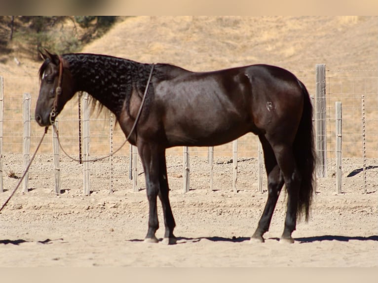 Frisone / Frisone Occidentale Castrone 9 Anni 163 cm  in Tres Pinos