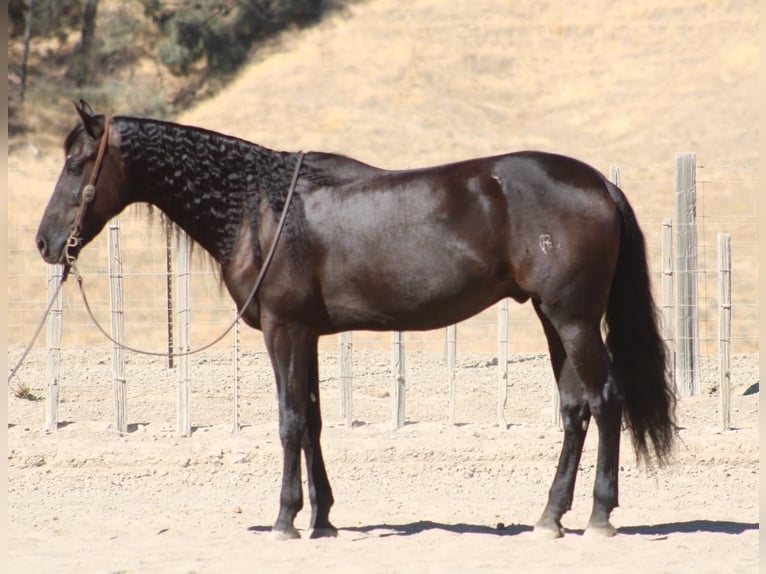Frisone / Frisone Occidentale Castrone 9 Anni 163 cm  in Tres Pinos